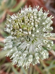Allium chamaespathum