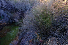 Restio rottboellioides