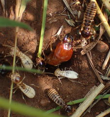 Northern Harvester Termite
