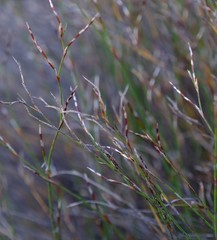 Restio rottboellioides