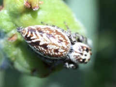 Opisthoncus serratofasciatus