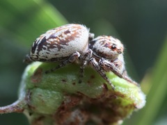 Opisthoncus serratofasciatus