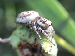 Opisthoncus serratofasciatus