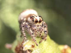 Opisthoncus serratofasciatus