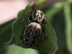 Opisthoncus serratofasciatus