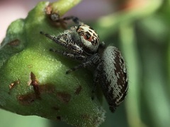 Opisthoncus serratofasciatus