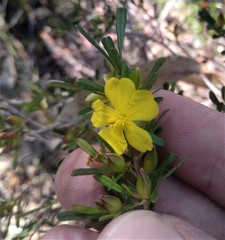 Hibbertia monogyna