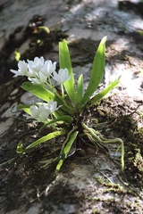 Sarcochilus