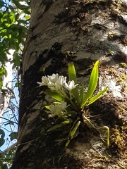 Sarcochilus
