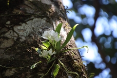 Sarcochilus