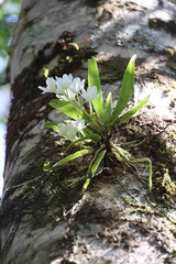 Sarcochilus