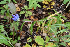 Gentiana triflora