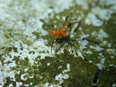 Argyrodes miniaceus