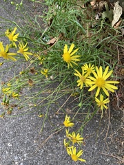 Senecio inaequidens