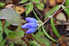 Gentiana triflora