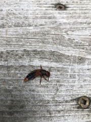 Platydracus immaculatus