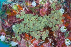 Perophora modificata