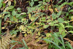 Lonicera chrysantha