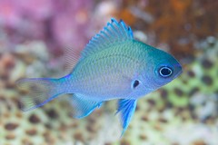 Chromis