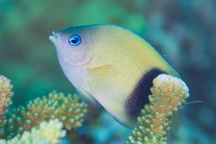 Plectroglyphidodon johnstonianus