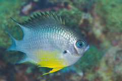 Whitebelly Damselfish photo 4