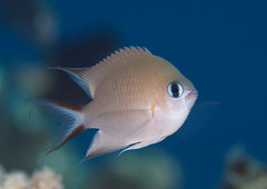 Pycnochromis amboinensis