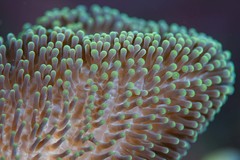 Stichodactyla
