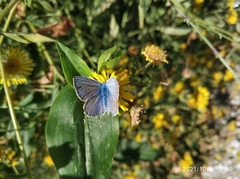 Polyommatus icarus
