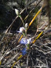 Thelymitra atronitida