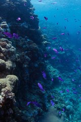 Mirolabrichthys pascalus