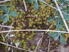 Syntrichia ruraliformis