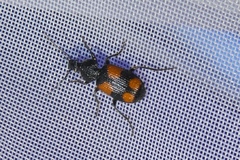 Panagaeus bipustulatus