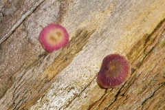 Neuroterus albipes