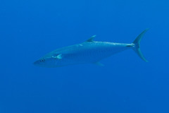 Scomberomorus commerson