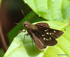 Caltoris bromus bromus