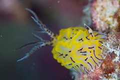 Halgerda johnsonorum
