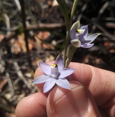 Thelymitra malvina