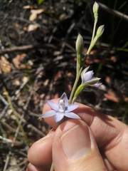 Thelymitra malvina