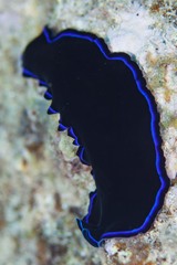 Pseudoceros caeruleocinctus