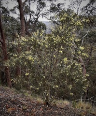 Acacia longifolia longifolia