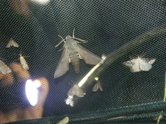Hyles vespertilio