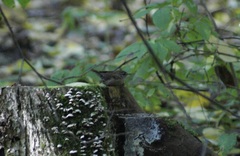 Troglodytes troglodytes