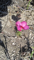 Oxalis hirta
