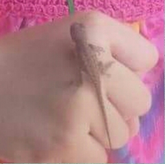 Sceloporus occidentalis