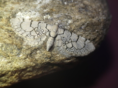 Eupithecia venosata