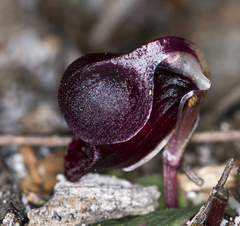 Corybas unguiculatus