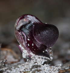 Corybas unguiculatus