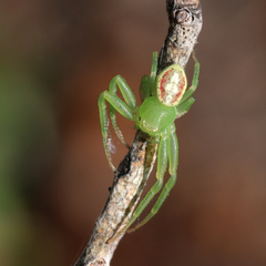 Australomisidia rosea