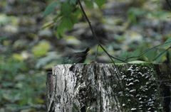 Troglodytes troglodytes