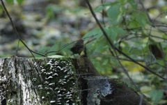 Troglodytes troglodytes